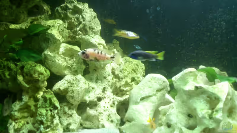 Aquarium Malawi Barsche von Alsi (27)