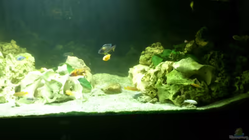 Aquarium Malawi Barsche von Alsi (28)
