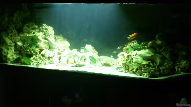 Aquarium Malawi Barsche von Alsi (29)