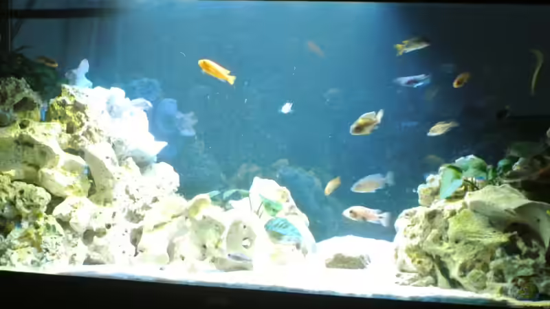 Aquarium Malawi Barsche von Alsi (3)