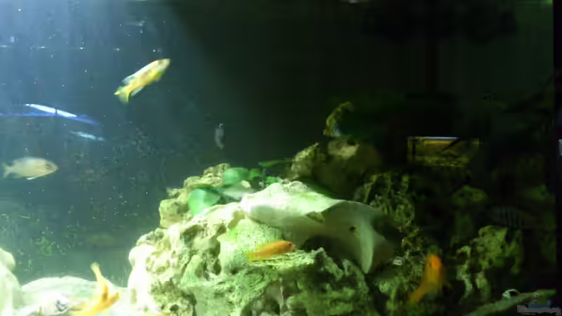 Aquarium Malawi Barsche von Alsi (30)