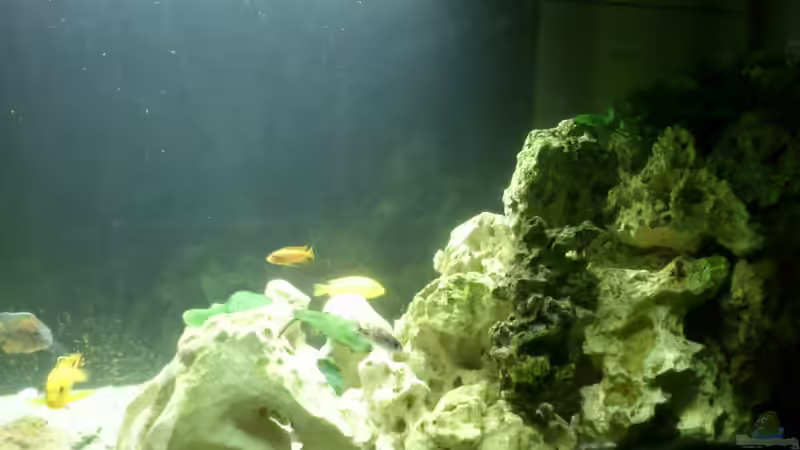 Aquarium Malawi Barsche von Alsi (31)