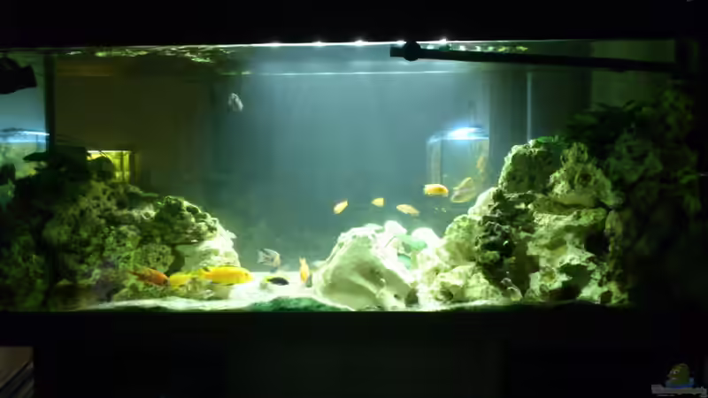 Aquarium Malawi Barsche von Alsi (32)