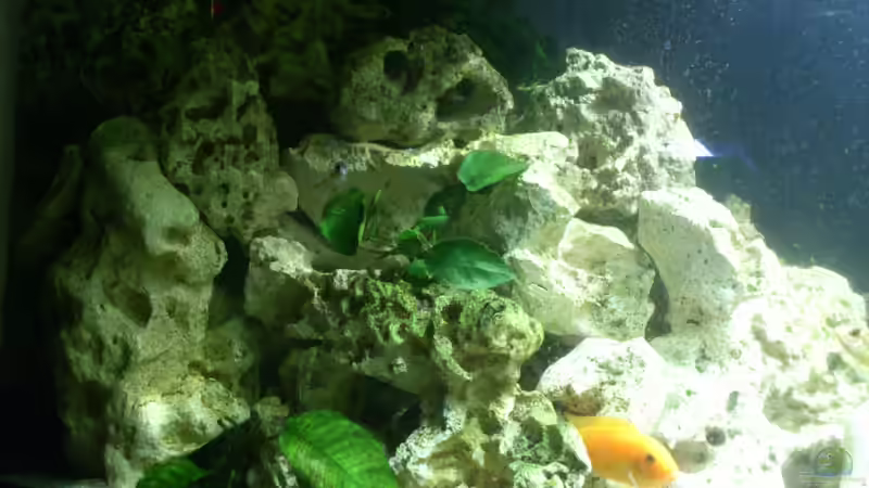 Aquarium Malawi Barsche von Alsi (36)
