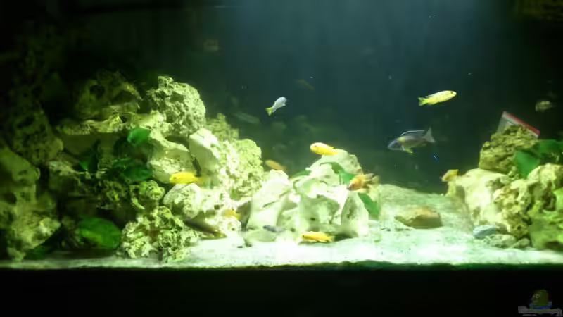 Aquarium Malawi Barsche von Alsi (38)