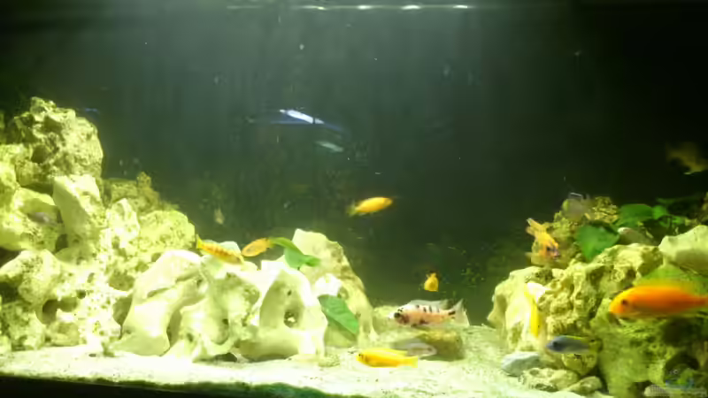 Aquarium Malawi Barsche von Alsi (39)