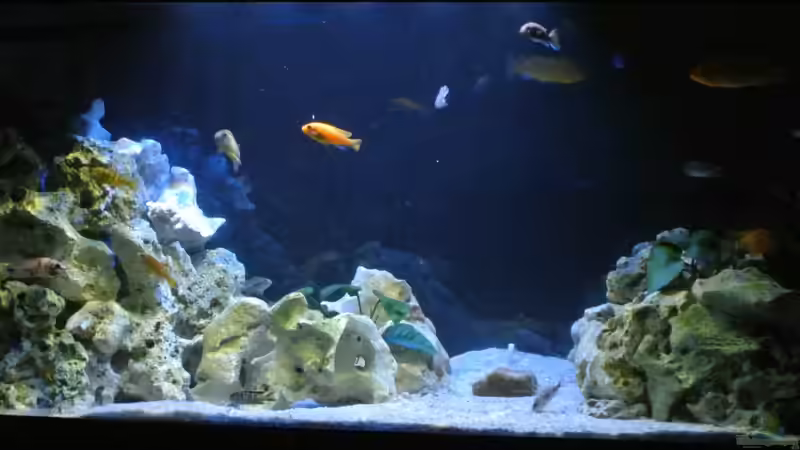 Aquarium Malawi Barsche von Alsi (4)