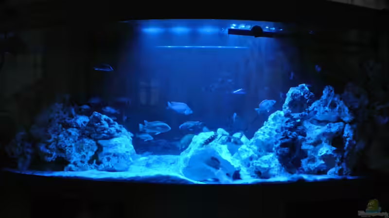Aquarium Malawi Barsche von Alsi (41)
