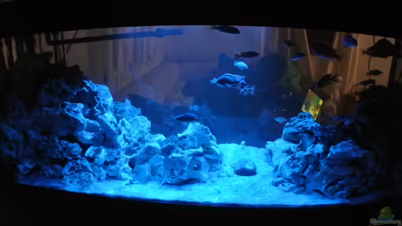 Aquarium Malawi Barsche von Alsi (42)