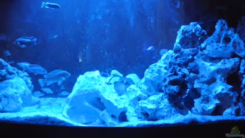 Aquarium Malawi Barsche von Alsi (43)