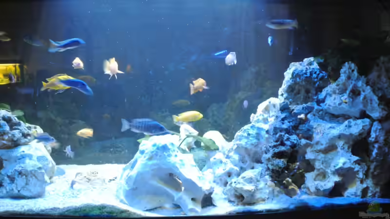 Aquarium Malawi Barsche von Alsi (44)