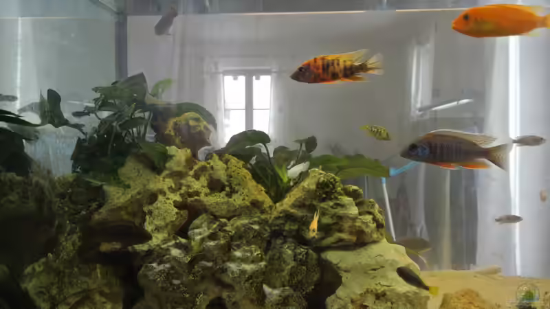 Aquarium Malawi Barsche von Alsi (46)