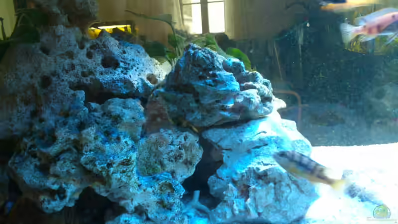 Aquarium Malawi Barsche von Alsi (5)