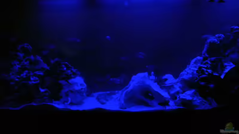 Aquarium Malawi Barsche von Alsi (56)