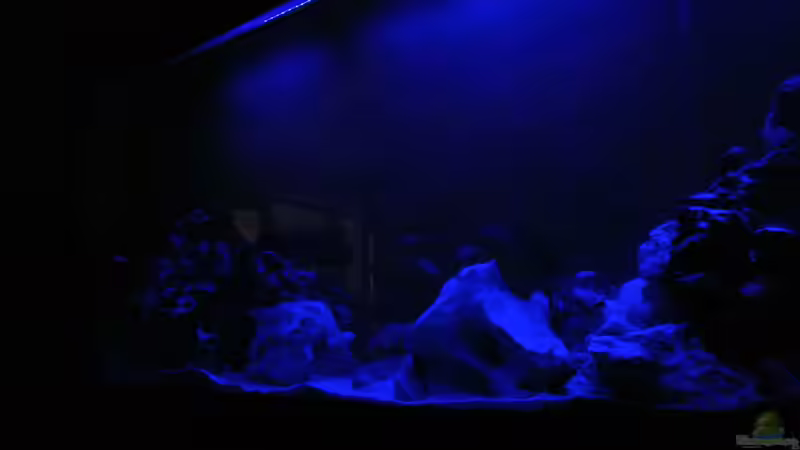 Aquarium Malawi Barsche von Alsi (59)