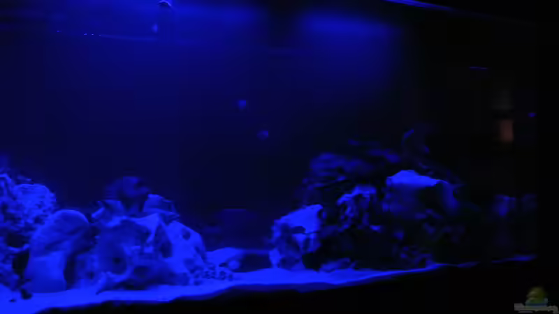 Aquarium Malawi Barsche von Alsi (60)