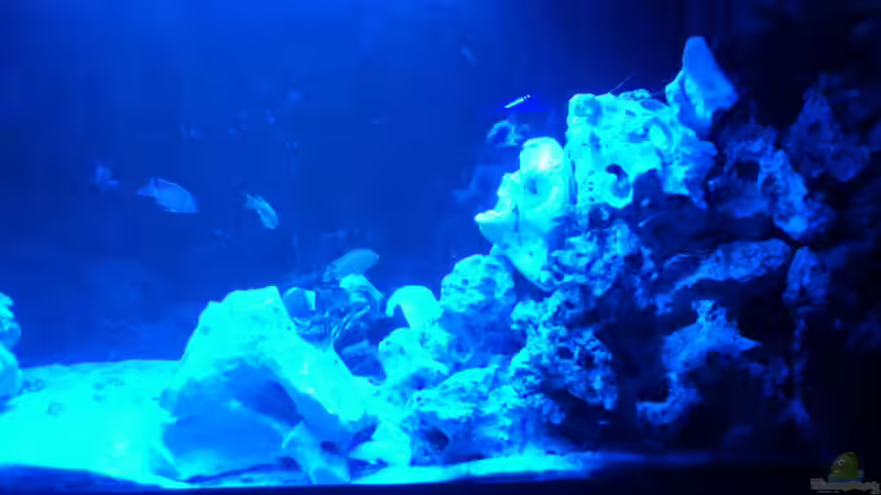 Aquarium Malawi Barsche von Alsi (7)
