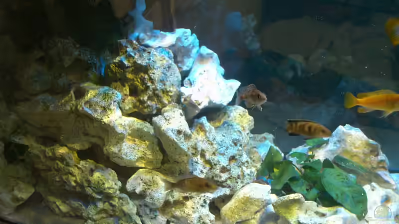 Aquarium Malawi Barsche von Alsi (8)