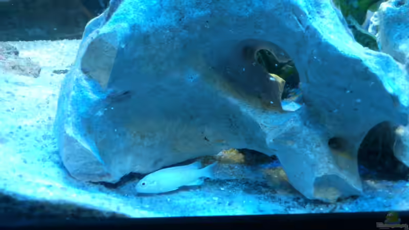 Aquarium Malawi Barsche von Alsi (9)