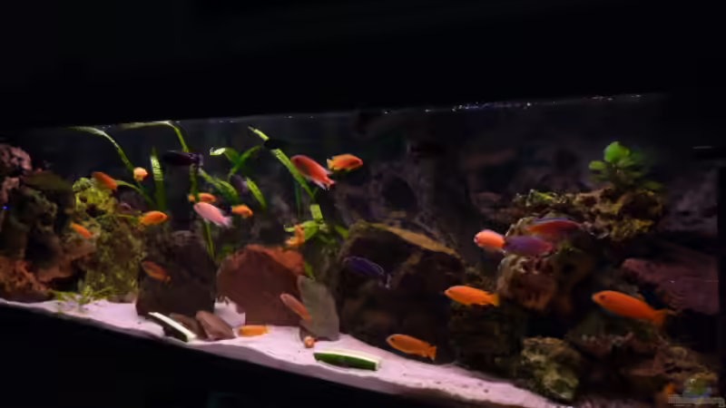 Aquarium Malawi Becken 450 von MF80 (3)