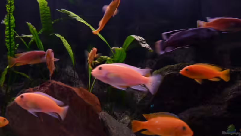 Aquarium Malawi Becken 450 von MF80 (4)