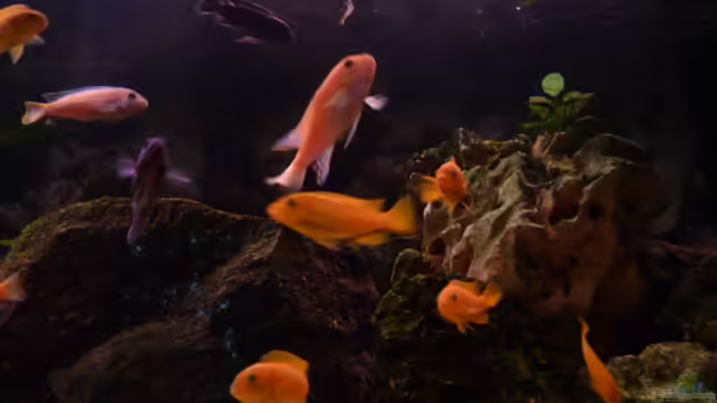 Aquarium Malawi Becken 450 von MF80 (5)