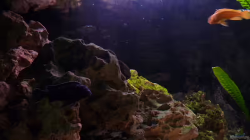 Aquarium Malawi Becken 450 von MF80 (6)