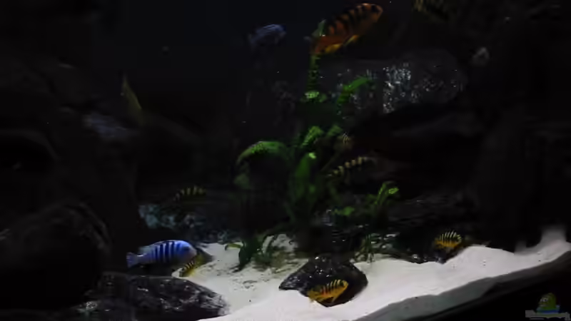 Aquarium Malawi Becken (aktuell nicht in Betrieb) von Markus Koller (3)