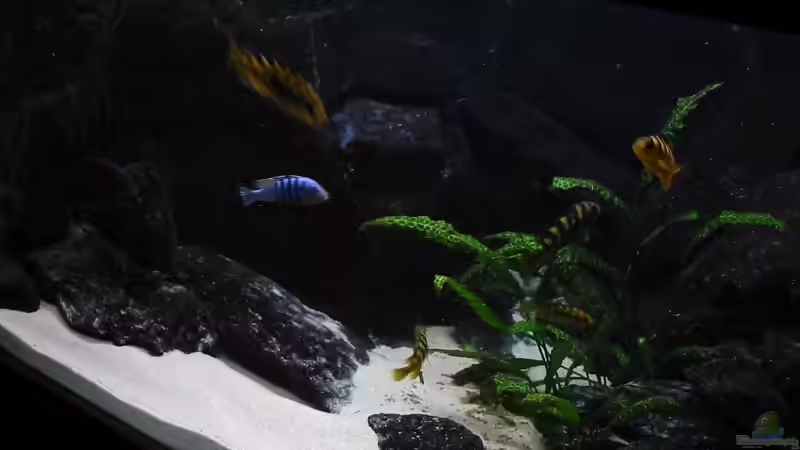 Aquarium Malawi Becken (aktuell nicht in Betrieb) von Markus Koller (4)