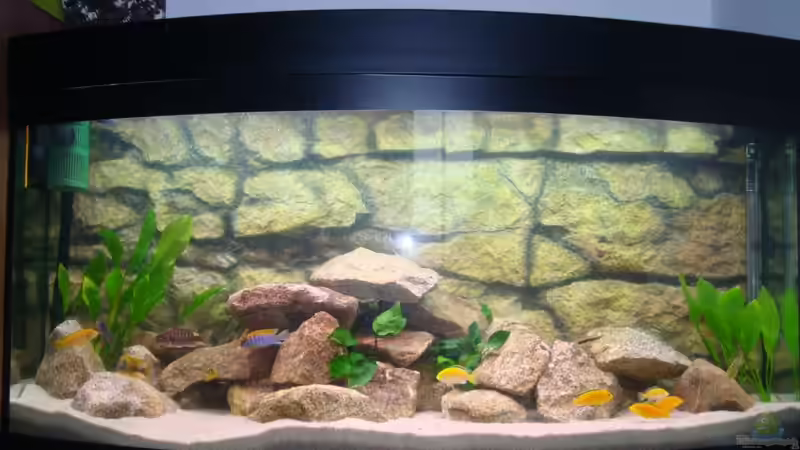 Aquarium Malawi Becken Juwel von Sebastian Stadler (2)