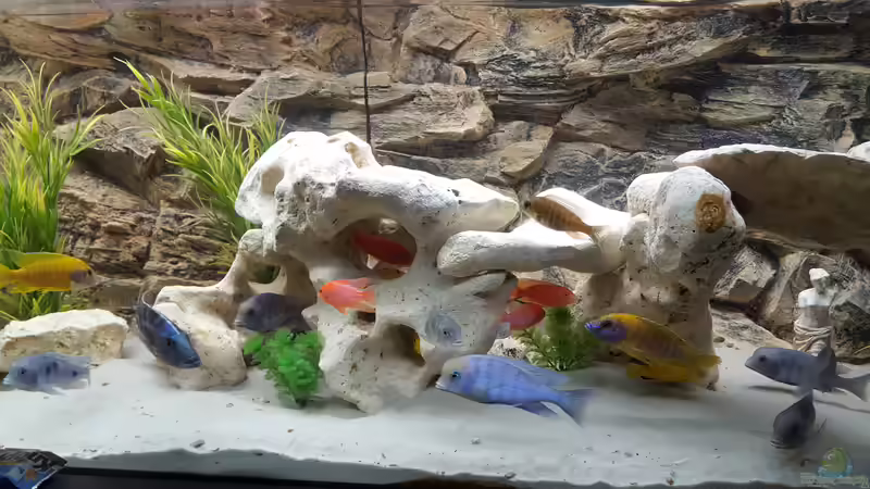Aquarium Malawi Becken von Mare (10)