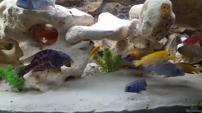 Aquarium Malawi Becken von Mare (11)