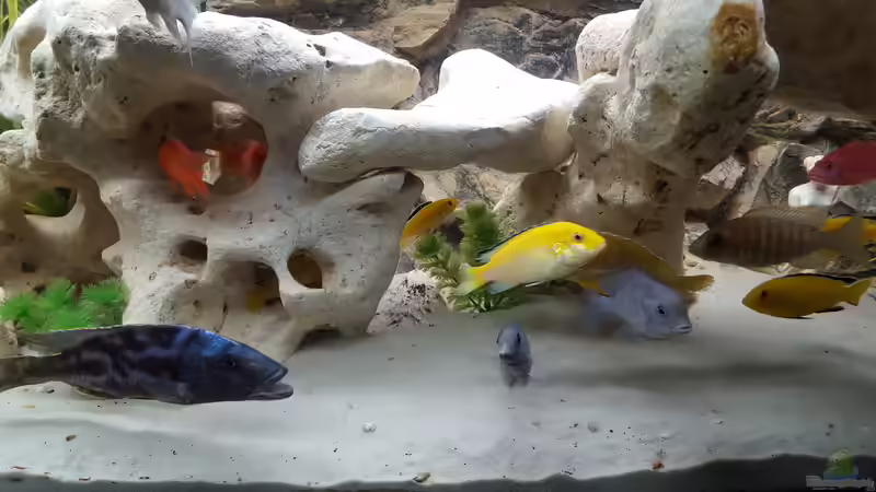 Aquarium Malawi Becken von Mare (13)