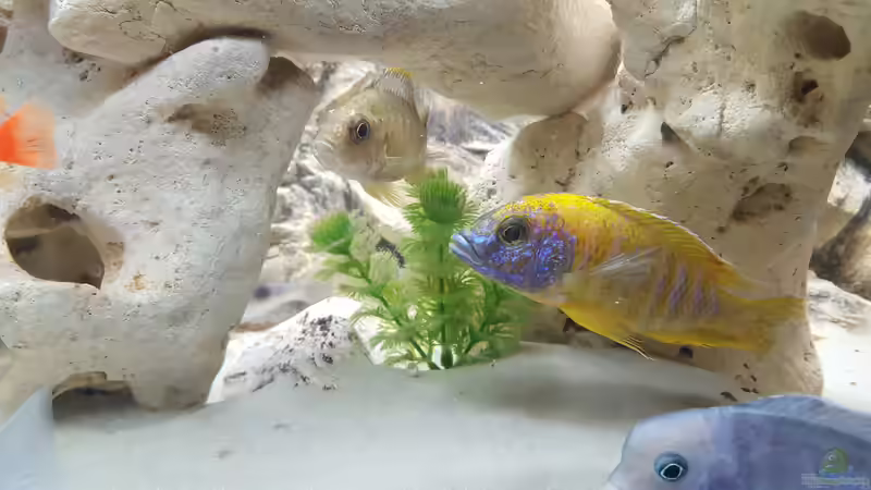 Aquarium Malawi Becken von Mare (14)