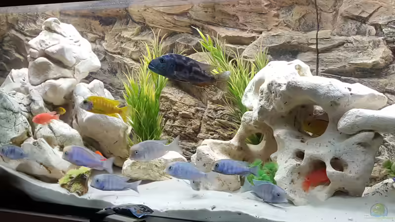 Aquarium Malawi Becken von Mare (15)