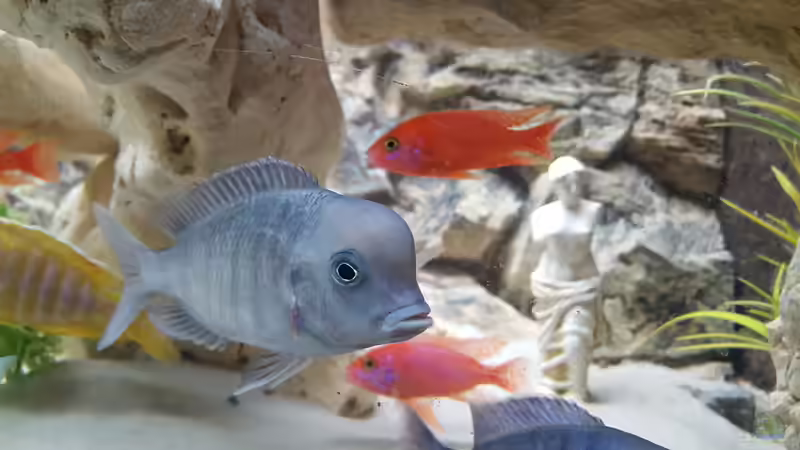 Aquarium Malawi Becken von Mare (16)