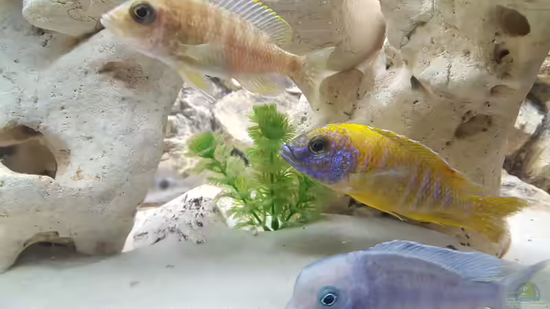 Aquarium Malawi Becken von Mare (17)