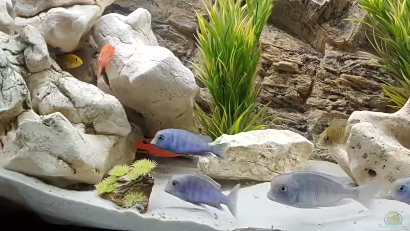 Aquarium Malawi Becken von Mare (19)