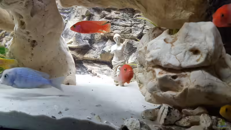 Aquarium Malawi Becken von Mare (23)