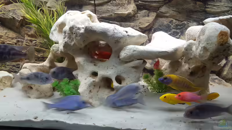 Aquarium Malawi Becken von Mare (24)