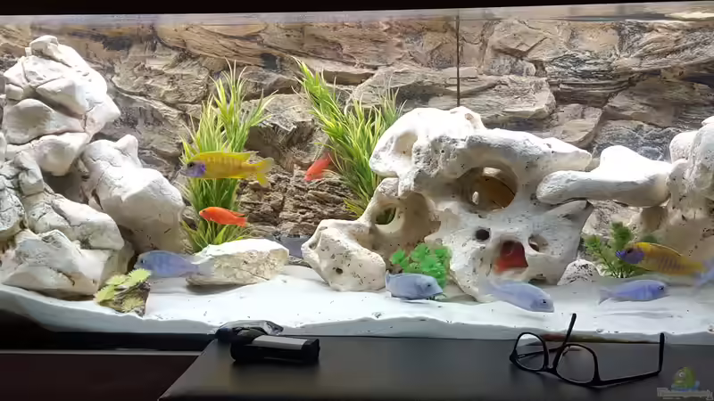 Aquarium Malawi Becken von Mare (25)