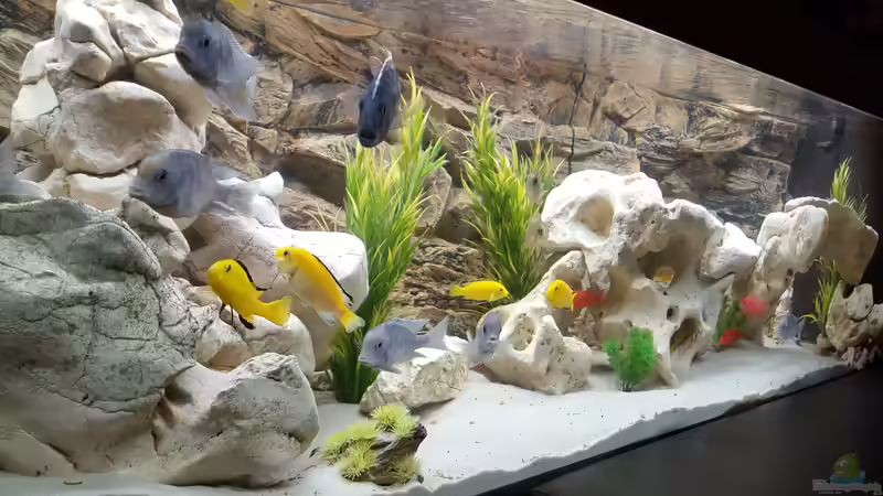 Aquarium Malawi Becken von Mare (26)