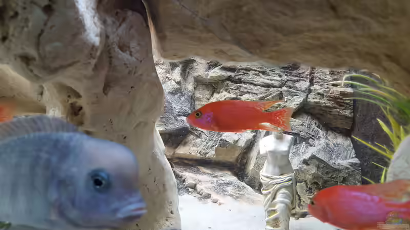 Aquarium Malawi Becken von Mare (30)