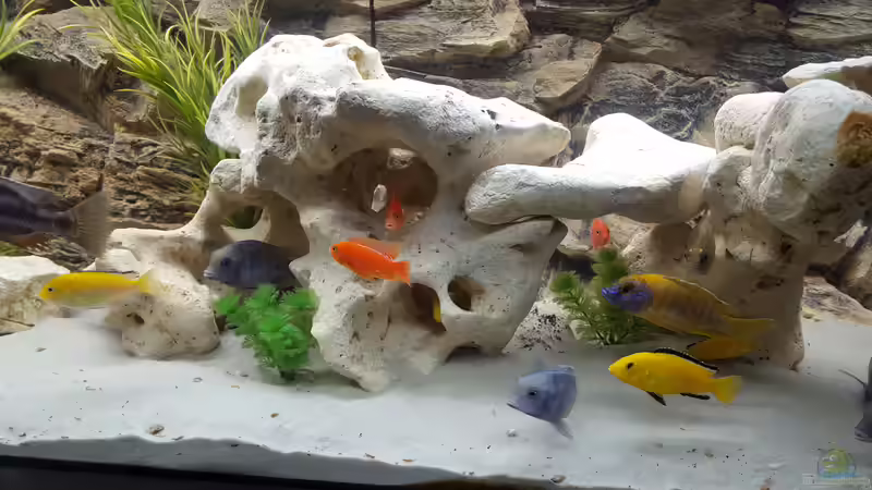 Aquarium Malawi Becken von Mare (31)