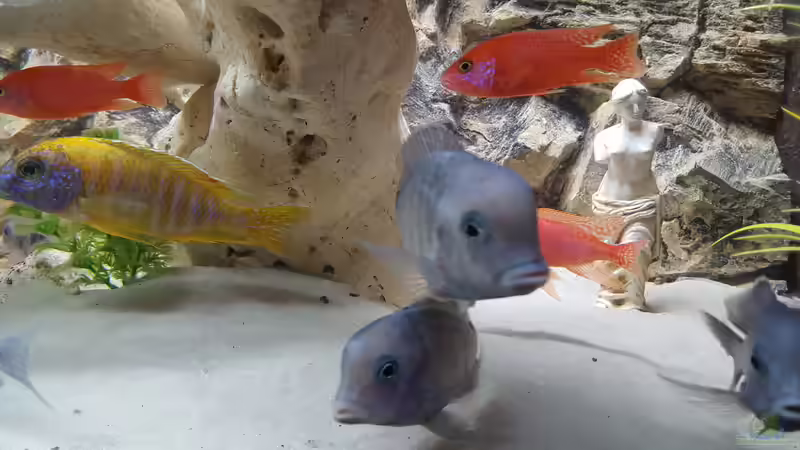 Aquarium Malawi Becken von Mare (34)