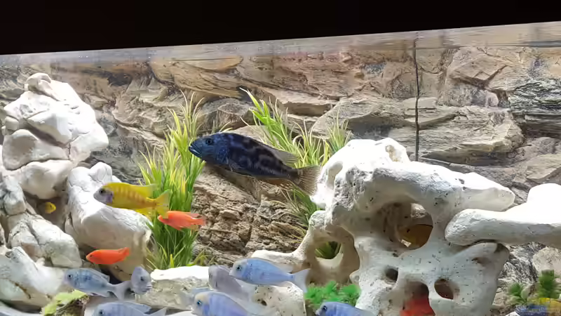 Aquarium Malawi Becken von Mare (35)