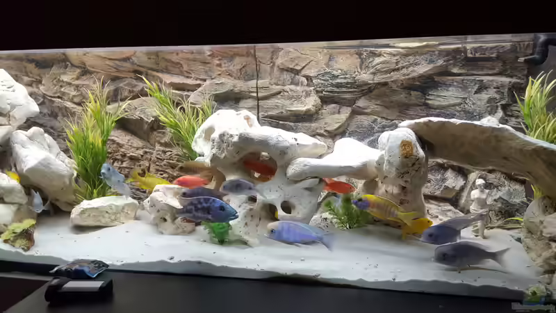 Aquarium Malawi Becken von Mare (37)