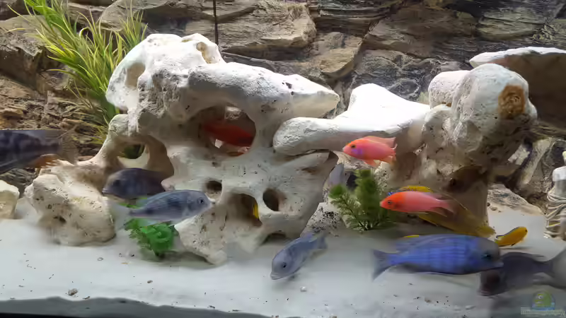 Aquarium Malawi Becken von Mare (38)