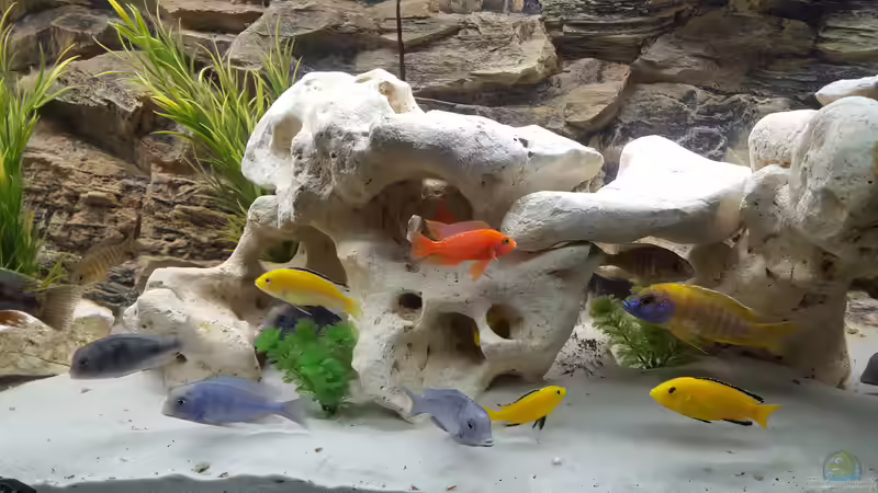 Aquarium Malawi Becken von Mare (39)