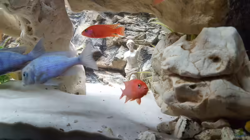 Aquarium Malawi Becken von Mare (40)